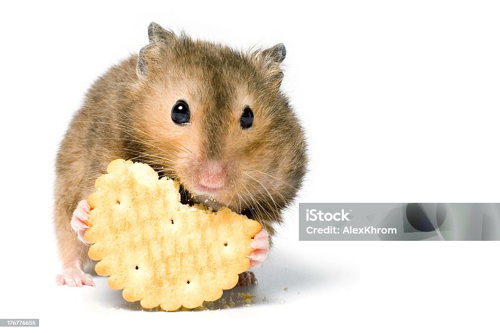 Hungry hamster Hungry hamster eating cookie. On white background isolated. Hamster Stock Photo