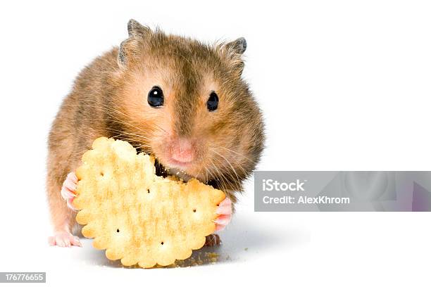 Hungry Hamster Stock Photo - Download Image Now - Hamster, Animal, Animal Body Part