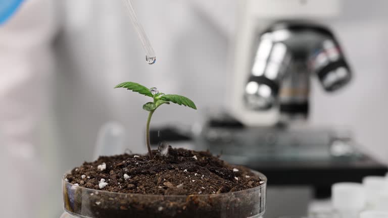 Scientist chemist dripping fertilizer onto small plant sprout in petri dish in laboratory closeup 4k movie slow motion