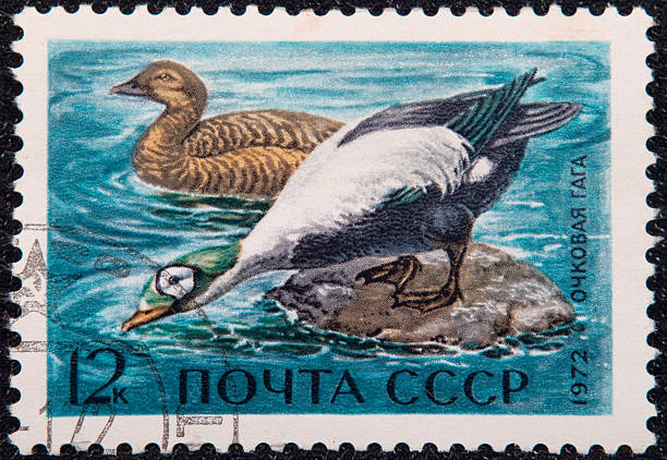 istock Postal stamp. Spectacled Eider  is a large sea duck 176776812