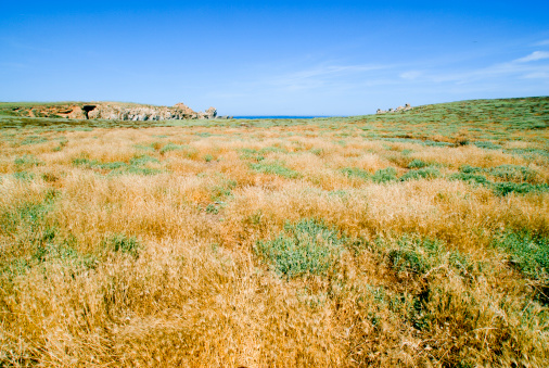 open wide view of a bush field in a desert island