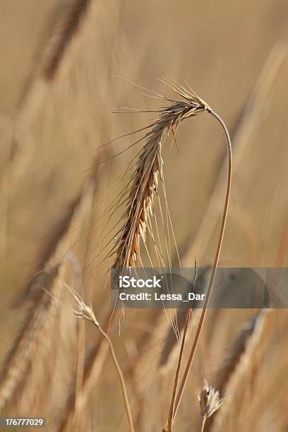 Trigo Maduro - Fotografias de stock e mais imagens de Agosto - Agosto, Agricultura, Amarelo