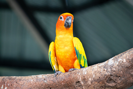 Small bird sun conures yellow green and orange color birds petting zoo free flying parrot goods for pets.