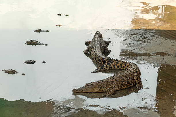 big dangerous crocodile is sleeping on the river bank - crocodile alligator australia animal teeth imagens e fotografias de stock