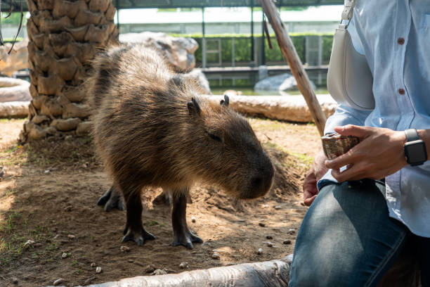 istock Capybara enjoys socializing with woman at zoo 1767770648