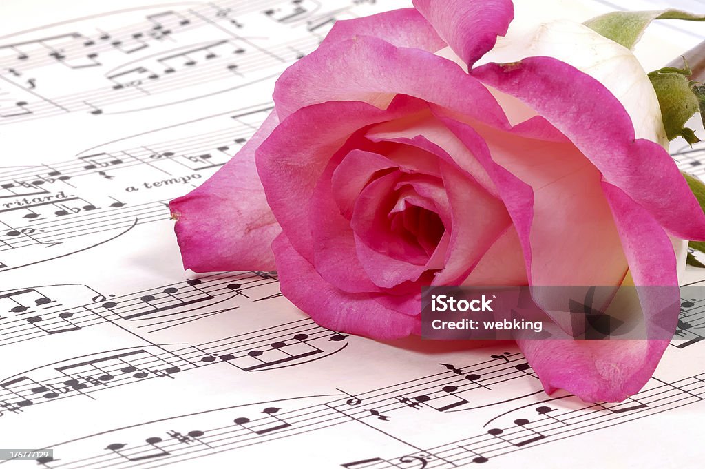 Sheet Music Sheet Music and a Pink Rose Arts Culture and Entertainment Stock Photo