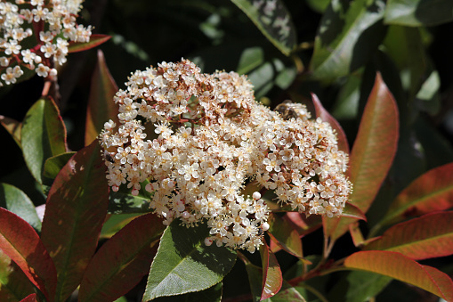 White flowers on a photinia plant in a garden