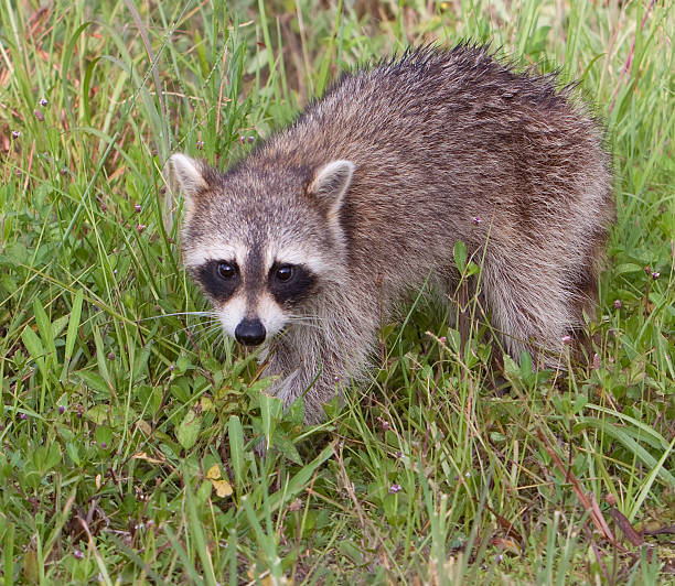 istock Baby Raccoon in the grass 176777601