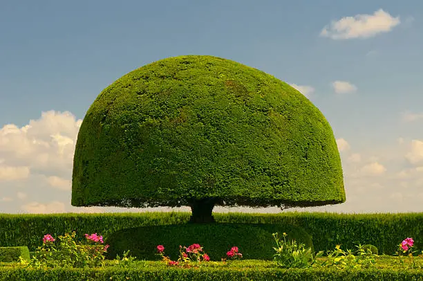 mushroom shaped treemushroom shaped tree