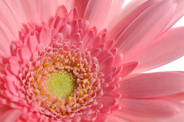 Pink Gerber Daisy stock photo