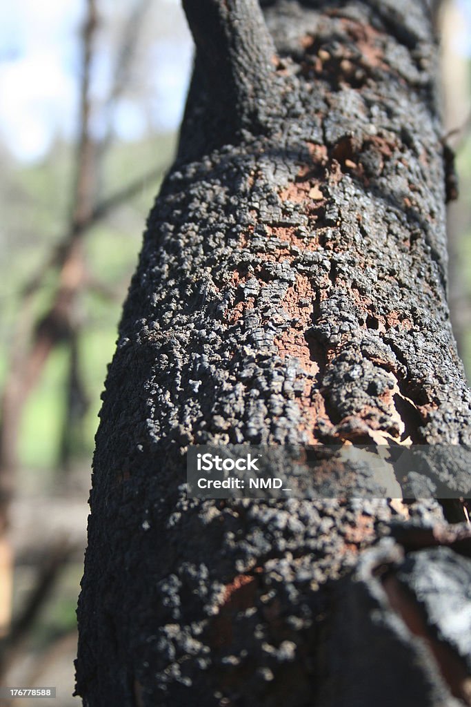 Close up of burnt tree zoom after bushfire Kinglake Bushfire - Environment 6 months later Ash Stock Photo