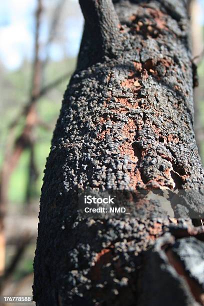 Close Up Of Burnt Tree Zoom After Bushfire Stock Photo - Download Image Now - Ash, Fire - Natural Phenomenon, Forest Fire