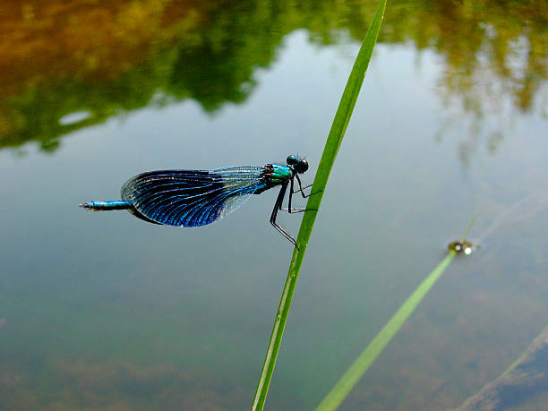 Dragonfly over water stock photo