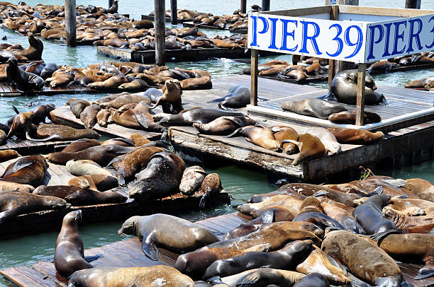 Pier 39 with hundreds of animal bodies on the deck Sea Lions basking in the sun at Pier 39 in San Francisco. fishermans wharf san francisco photos stock pictures, royalty-free photos & images