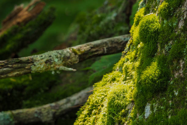 istock Moss and Lichen on Side of Tree 1767791748