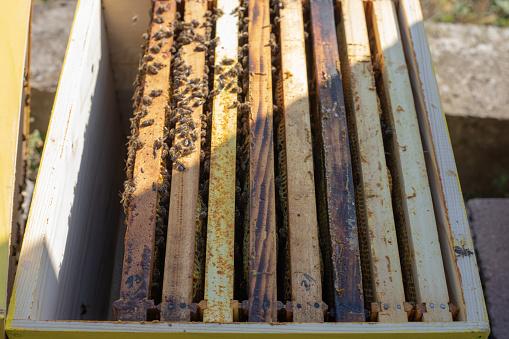 Top view of an open beehive