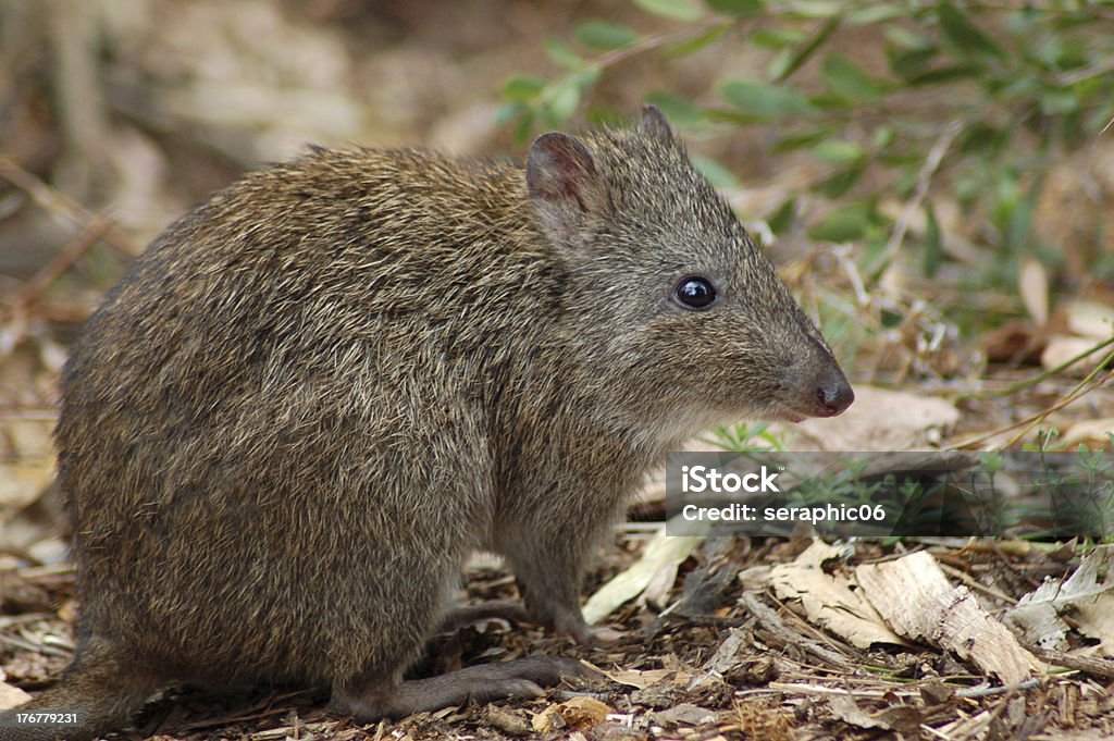 Pequeña Potoroo de hocico largo - Foto de stock de Animal libre de derechos