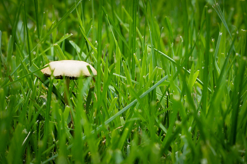 A solitary horse mushroom, \tAgaricus arvensis, sitting in the middle of luscious green grass