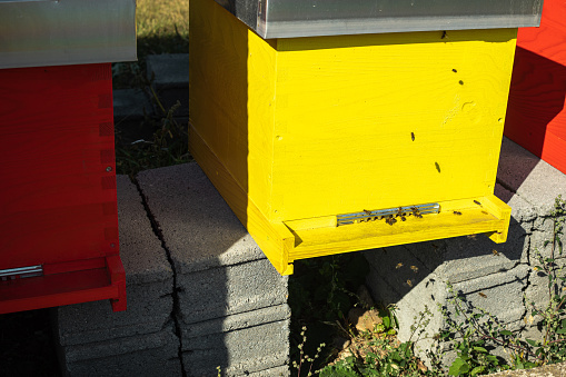 Bees in front of the hive on a sunny day