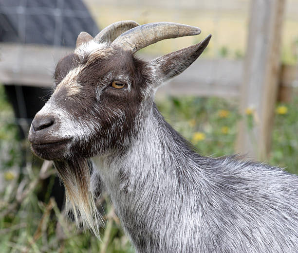 brown and white goat with horns stock photo