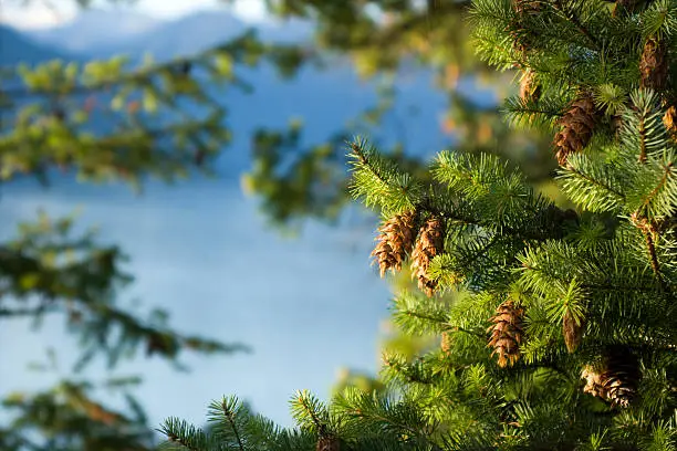 Close up of a Douglas Fir tree against mountain view