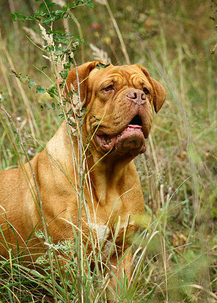 istock Portrait of a mastiff in grass. 176779669