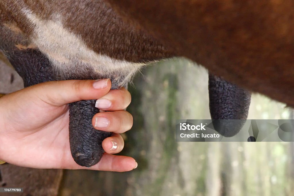 Hand milking Hand milkingSee my miscellaneous images serie by clicking on the image below: Milking Stock Photo