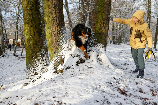 Woman in a yellow winter jacket is training her Bernese mountain dog in a snowy park.