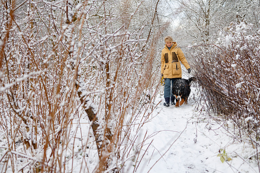 Woman wearing a yellow winter jacket is walking her Bernese mountain dog in a snowy forest. They are going next to each other in the direction of the camera.