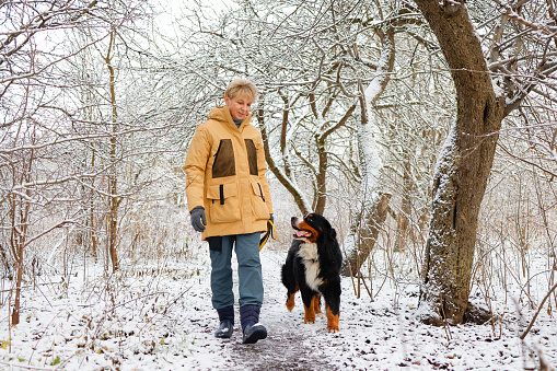 Mature woman wearing a yellow winter jacket is walking her Bernese mountain dog in a snowy forest. They are going next to each other in the direction of the camera.