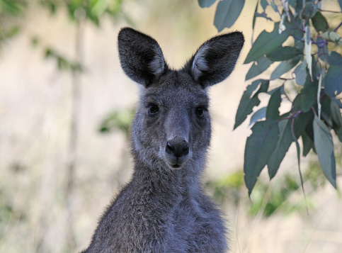Close up portrait of a wallaby kangaroo in the Australian bush