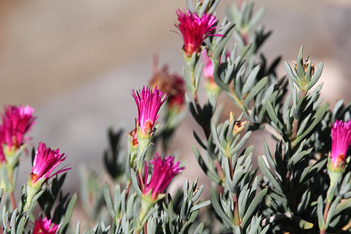 Pink flowers on a pigface (lampranthus) plant in a garden