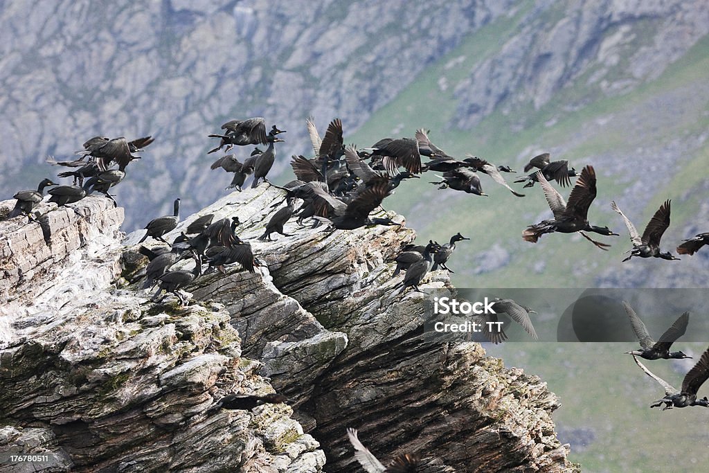 Felpudo Europeia - Foto de stock de Animal royalty-free