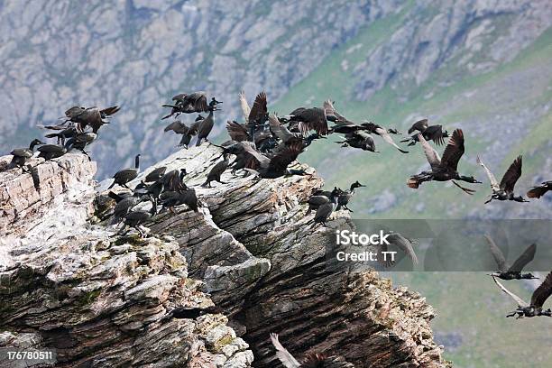 Foto de Felpudo Europeia e mais fotos de stock de Animal - Animal, Animal selvagem, Asa animal