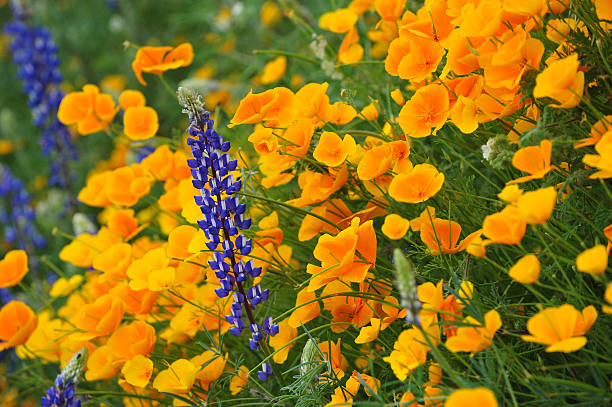 istock California poppies and lupines 176780797