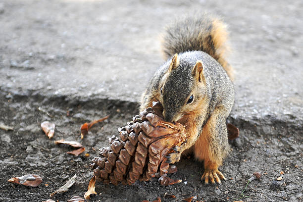 California ground squirrel eating a pine nut California ground squirrel (Spermophilus beecheyi) with beautiful brown and grey fur eating a pine nut. california ground squirrel otospermophilus beecheyi stock pictures, royalty-free photos & images