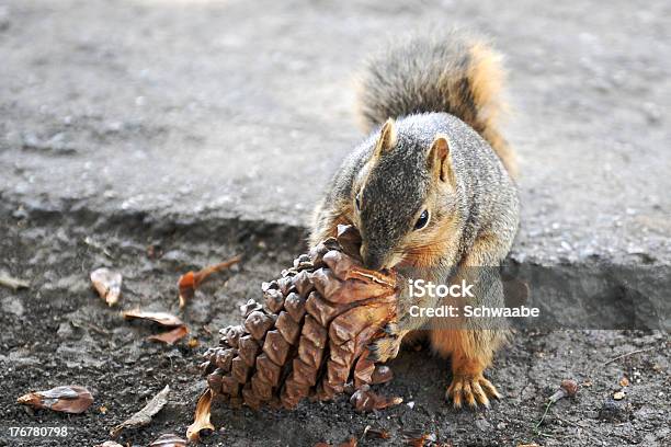 Spermophilus Beecheyi Comer Um Pinhão - Fotografias de stock e mais imagens de Alimentar - Alimentar, Animal, Castanho