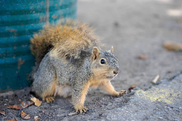 California ground squirrel posing California ground squirrel (Spermophilus beecheyi) with beautiful brown and grey fur posing in front of a turquoise-green background california ground squirrel otospermophilus beecheyi stock pictures, royalty-free photos & images
