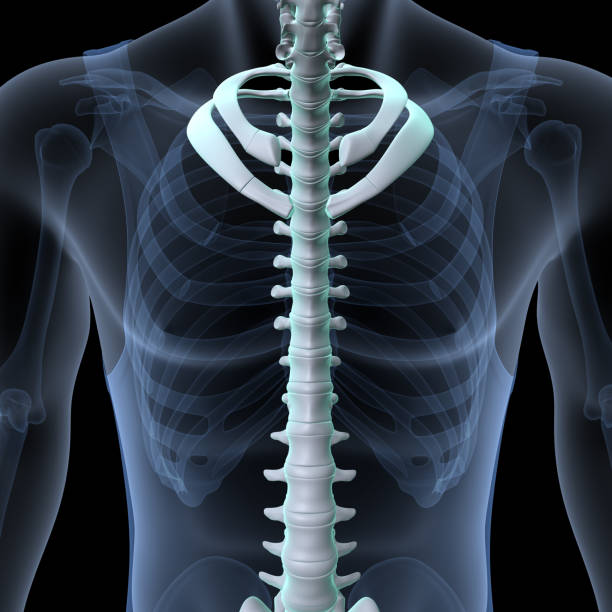 istock human skeleton scapula,ribs,sternum and manubrium anatomy. 3d illustration 1767808146