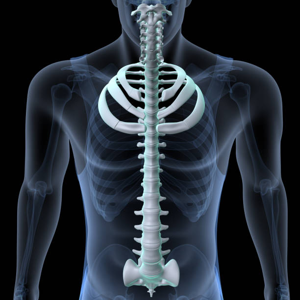 istock human skeleton scapula,ribs,sternum and manubrium anatomy. 3d illustration 1767808661