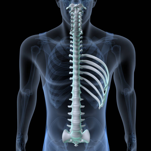 istock human skeleton scapula,ribs,sternum and manubrium anatomy. 3d illustration 1767808671