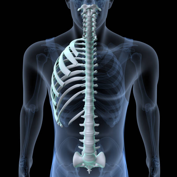 istock human skeleton scapula,ribs,sternum and manubrium anatomy. 3d illustration 1767809712