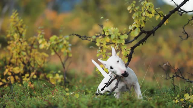 A small white terrier dog enthusiastically biting and tugging the birch tree branch. Parallax shot. Bokeh background.