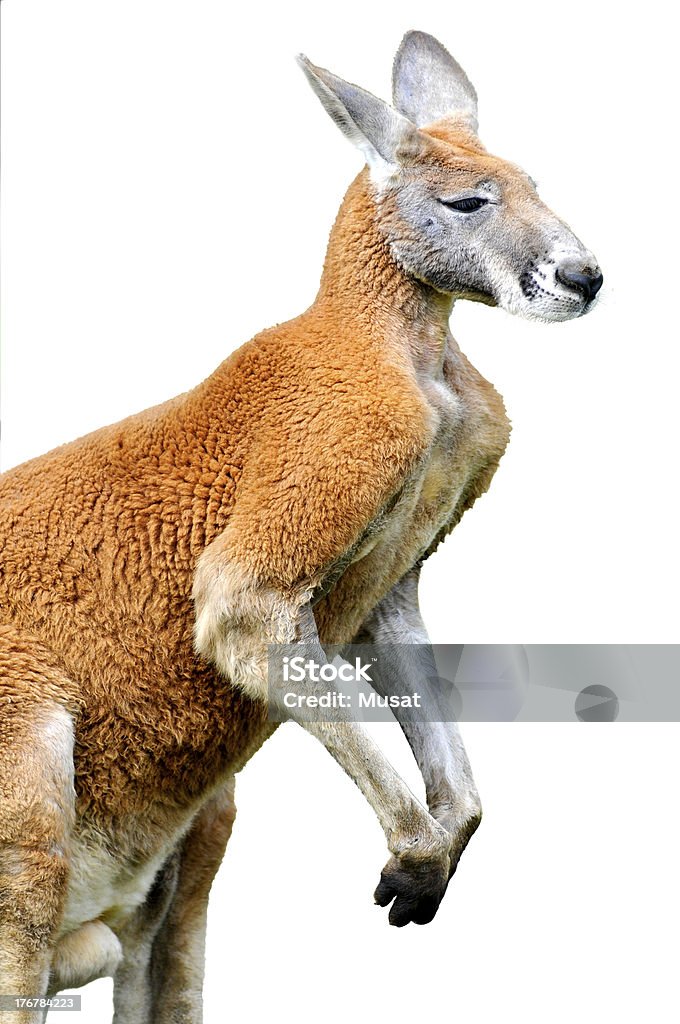 Isolated red kangaroo Isolated red kangaroo male (Macropus rufus) isolated on white background Animal Head Stock Photo