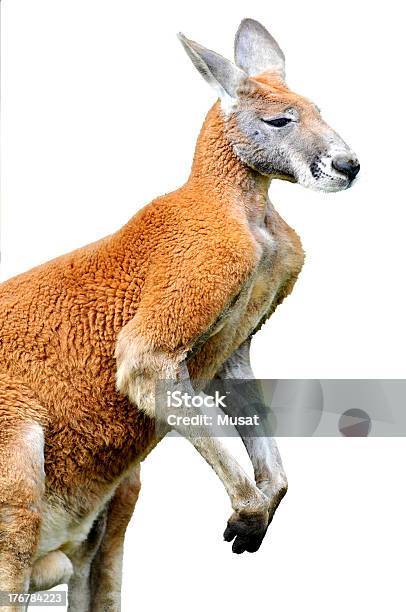 Isolated Red Kangaroo Stock Photo - Download Image Now - Animal Head, Kangaroo, Profile View