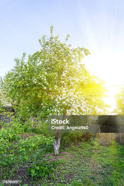 Photo libre de droit de Arbre Dans Le Magnifique Jardin banque d'images et plus d'images libres de droit de Agriculture - Agriculture, Arbre, Brillant