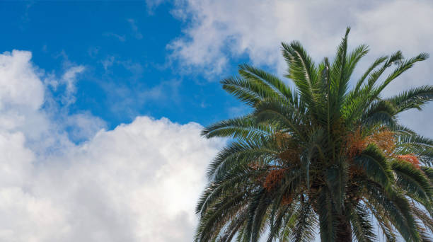 istock Palm tree against a dazzling sky with large white clouds 1767848792
