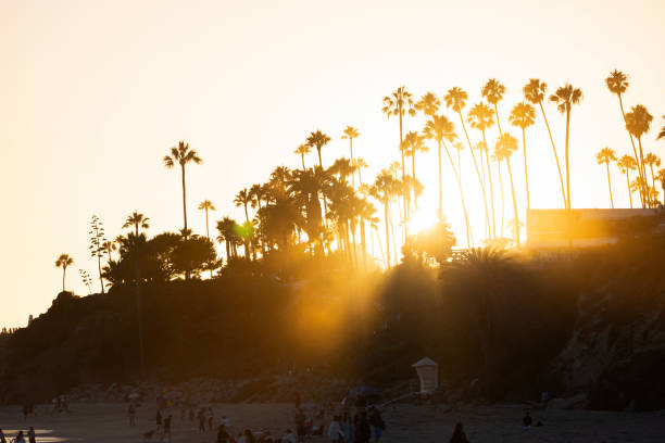 istock Laguna Beach Sunset Palm Trees 1767852157