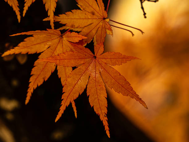 istock Close up colourful autumn leaves 1767852189