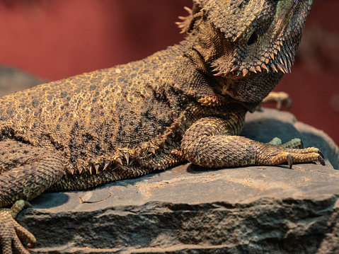 A picture of a Asian Water Dragon at the Smithsonian National Zoo.